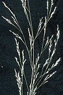 Agrostis perennans (2x3).jpg