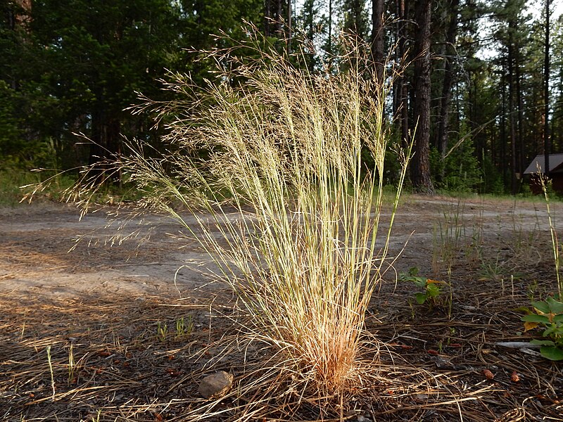 File:Agrostis scabra plant (04).jpg