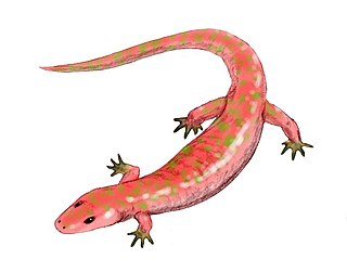 <i>Albanerpeton</i> Extinct genus of amphibians