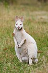 Albino Red-necked Wallaby