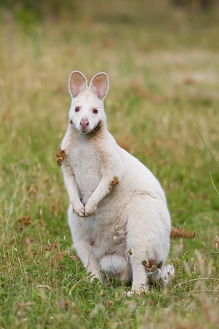 Albino Macropus rufogriseus rufogriseus.jpg