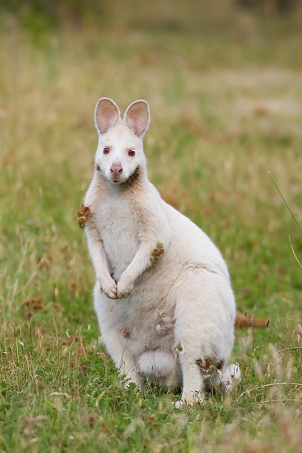 A population of albino Bennett's wallabies (N. r. rufogriseus) lives on Bruny Island.