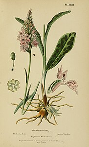 plate 43 Orchis maculata Dactylorhiza maculata