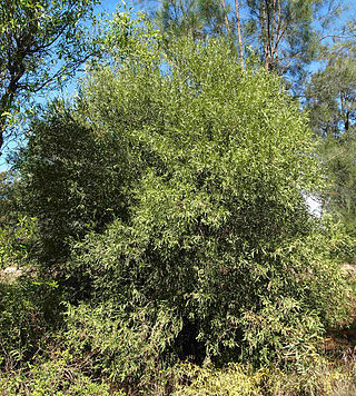 <i>Alectryon oleifolius</i> Species of flowering plant