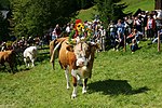 Thumbnail for File:Almabtrieb nach Bad Kleinkirchheim (4856525455).jpg