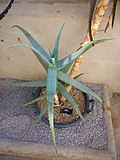 Miniatura para Aloe rabaiensis