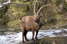 Alpensteinbock (Capra dağ keçisi) Hayvanat Bahçesi Salzburg 2014 h.jpg