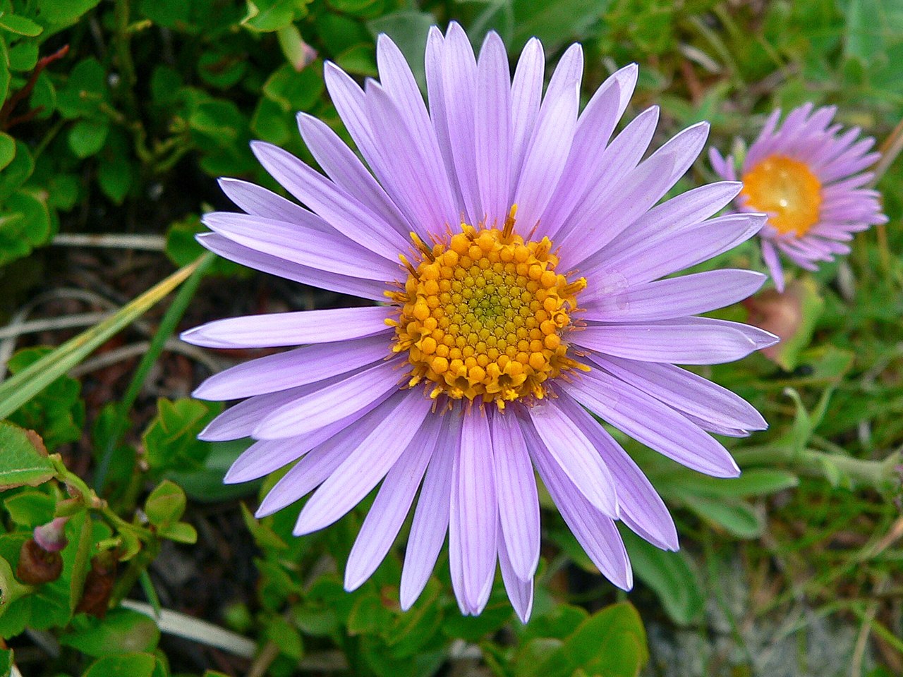 File Alpine Aster  Aster  alpinus  8337453597 jpg 