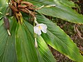 Vignette pour Alpinia arctiflora