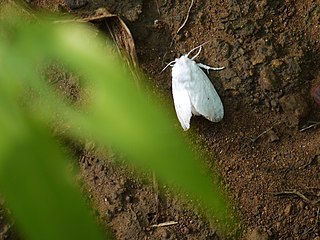 <i>Altha subnotata</i> Species of moth
