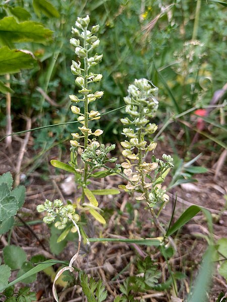 File:Alyssum alyssoides, near Icklingham (52988508037).jpg