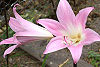 Amaryllis belladonna.jpg