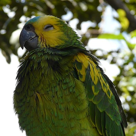 Amazona aestiva -yellow on wings-4-2c.jpg