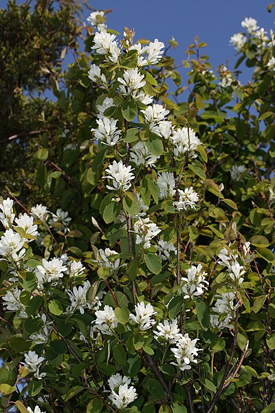 File:Amelanchier alnifolia 6441.JPG