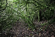 An overgrown path on Woodhead Hill - geograph.org.uk - 2112602.jpg