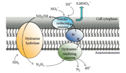 Diagram of the anammox mechanisms Anammox mechanism 2.png