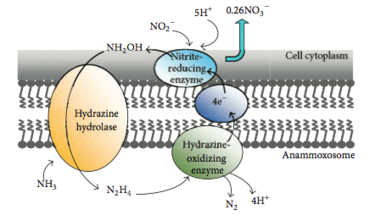 Diagram of the anammox mechanisms Anammox mechanism 2.png