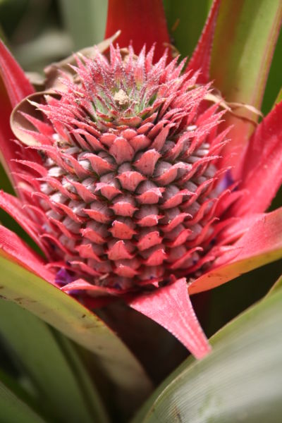 File:Ananas comosus MS 4035.jpg