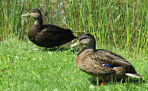 Mallard