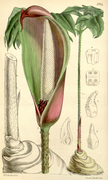 Planche du Curtis's Botanical Magazine.