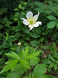 Thumbnail for Anemone virginiana