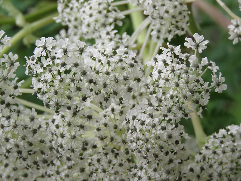 File:Angelica archangelica subsp. himalaica on way from Govindghat to Gangria at Valley of Flowers National Park - during LGFC - VOF 2019 (10).jpg