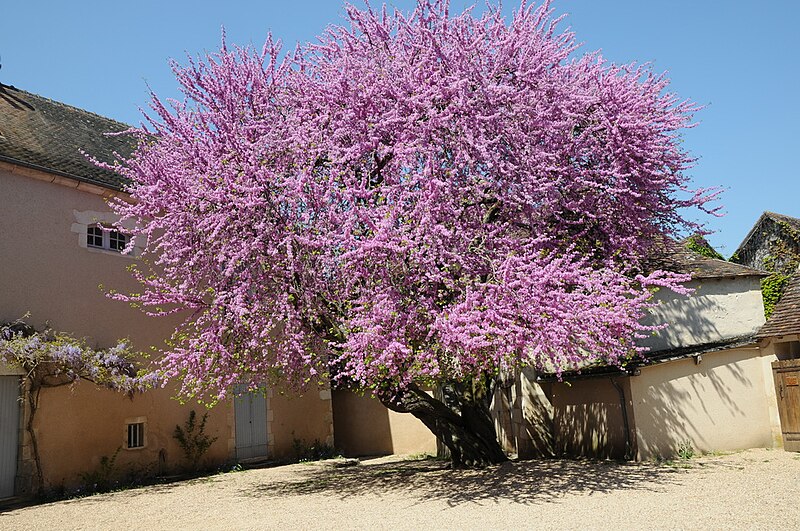 File:Angles - I15 4262 - Arbre de Judée.jpg