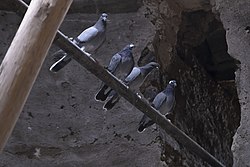عکس از کبوترها در کاروانسرای دیرگچین در پارک ملی کویر