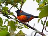 Anisognathus igniventris Merah-bellied Mountain-Tanager.jpg