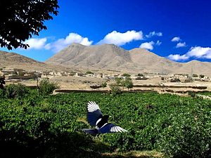 Anjirak Village in Arak County.jpg