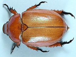 Anoplognathus viriditarsis (25920516688) 2.jpg