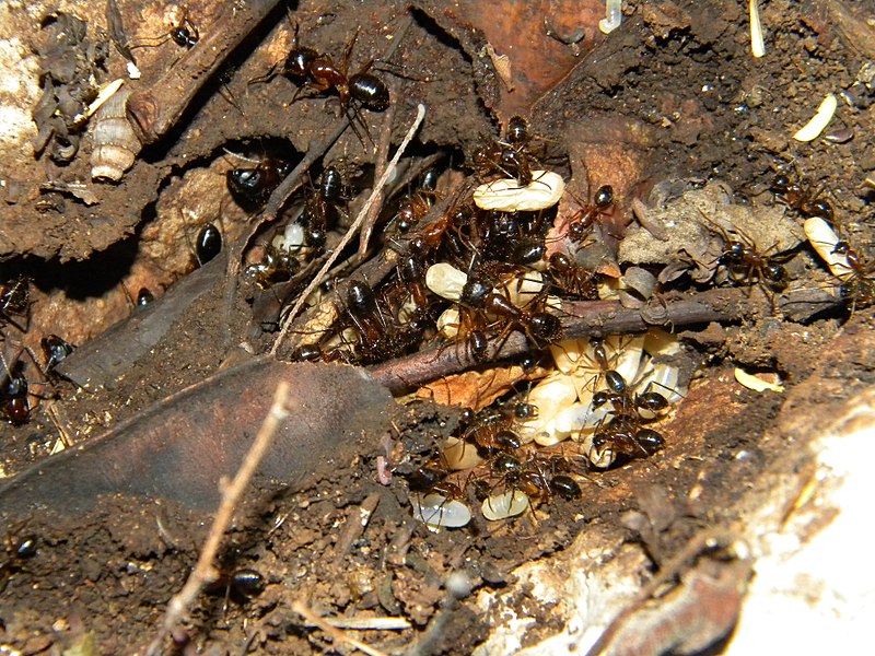 File:Ants (3927889776).jpg