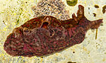 Thumbnail for File:Aplysia californica, dorsal.jpg