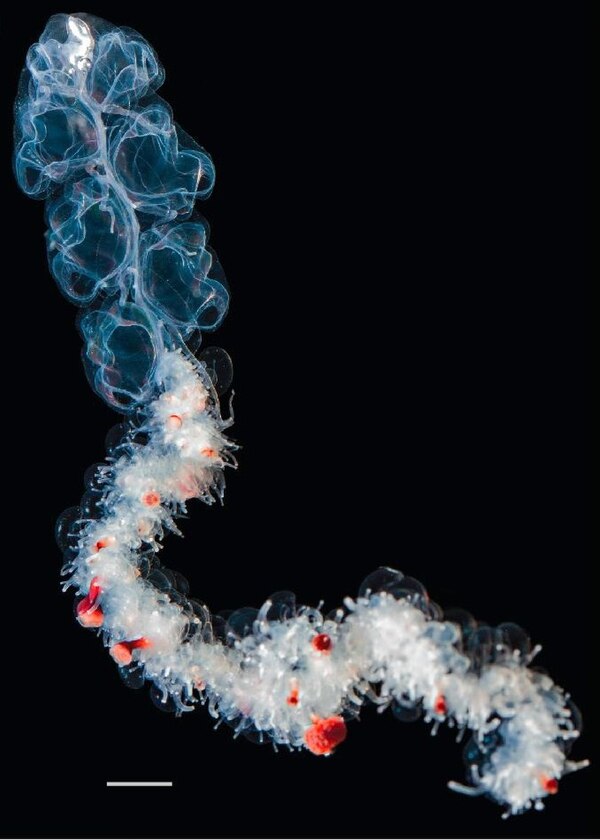 Apolemia, a colonial siphonophore that functions as a single individual