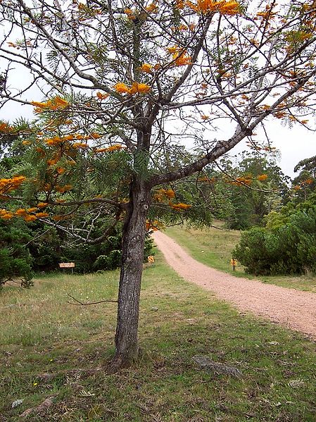 File:Arboretum Lussich 01.jpg