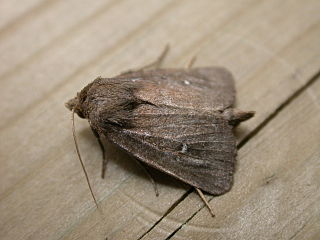 <i>Archanara geminipuncta</i> Species of moth