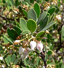 Arctostaphylos hookeri