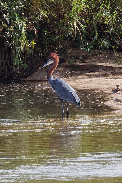 File:Ardea goliath (45925214472).jpg