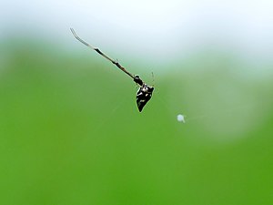 Argyrodes xiphias