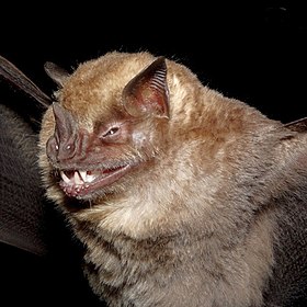 Artibeus fimbriatus Bat species (10.3897-zoologia.37.e36514) Figures 18–29.jpg