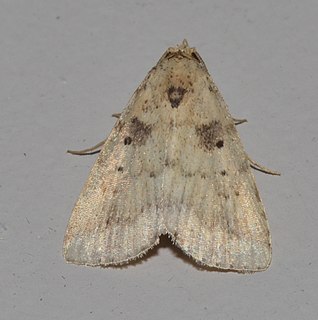 <i>Arugisa lutea</i> Species of moth