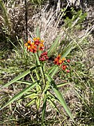 Asclepias curassavica 151713071.jpg