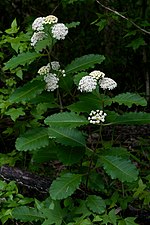 Thumbnail for Asclepias variegata