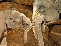 The year-old Gabi (left) with his mother Tamar in the elephant enclosure, January 2007. Asian Elephant and Baby.JPG