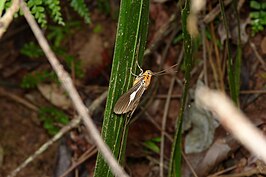 Asota heliconia