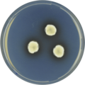 Aspergillus cleistominutus growing on CYA plate