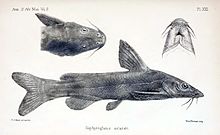 Austroglanis sclateri.jpg