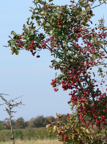 File:Autumn berries along Winter Beck - geograph.org.uk - 1021009.jpg