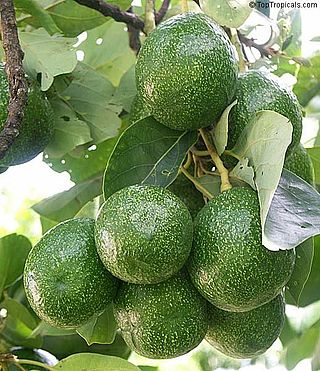 <span class="mw-page-title-main">Choquette (avocado)</span> Avocado cultivar