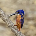 * Nomination Azure kingfisher (Ceyx azureus ruficollaris) --Charlesjsharp 10:11, 18 January 2024 (UTC) * Promotion  Support Good quality. --Jakubhal 13:16, 18 January 2024 (UTC)